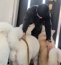 帰省していた長男が家を出る朝、玄関に集まった秋田犬たちの“寂しそうな後ろ姿”が愛おしい