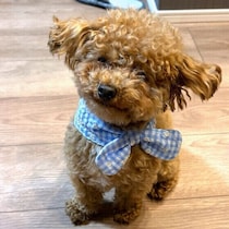犬のトイレはどのくらいの大きさが必要？　失敗を防ぐサイズ選びと置き場所のポイント