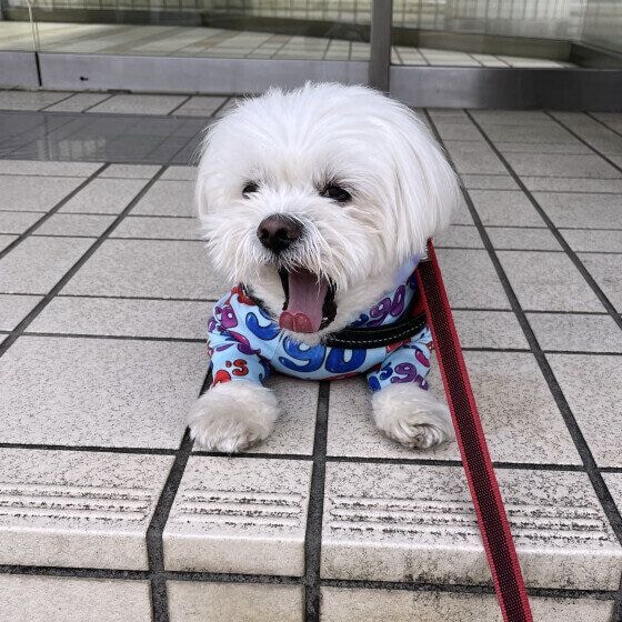 Ｍｉｘ（雑種）小型犬　うちのコあるある