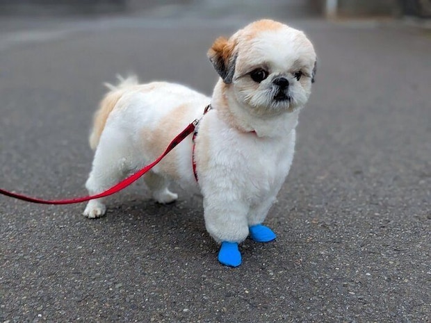 お散歩中のティラミスちゃん