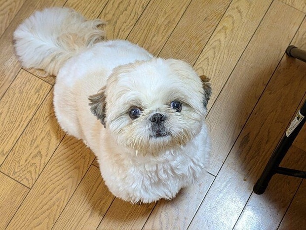 飼い主さんを見つめるティラミスちゃん