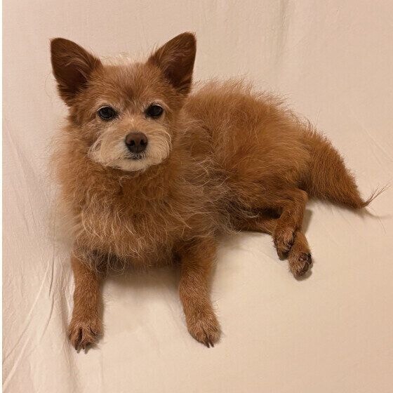 ソファでくつろぐミックス犬!