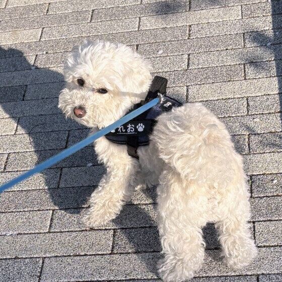 れお Mix(雑種)小型犬
