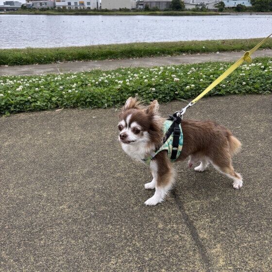 ルイ チワワ 海の公園行ってきたよ♪
