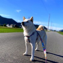 犬は散歩コースを覚えているの？　同じ道を進みたがる理由と気になるサインを解説