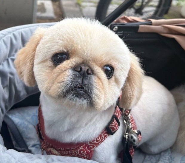 別の日 カートに乗ってお出かけするわたあめちゃん