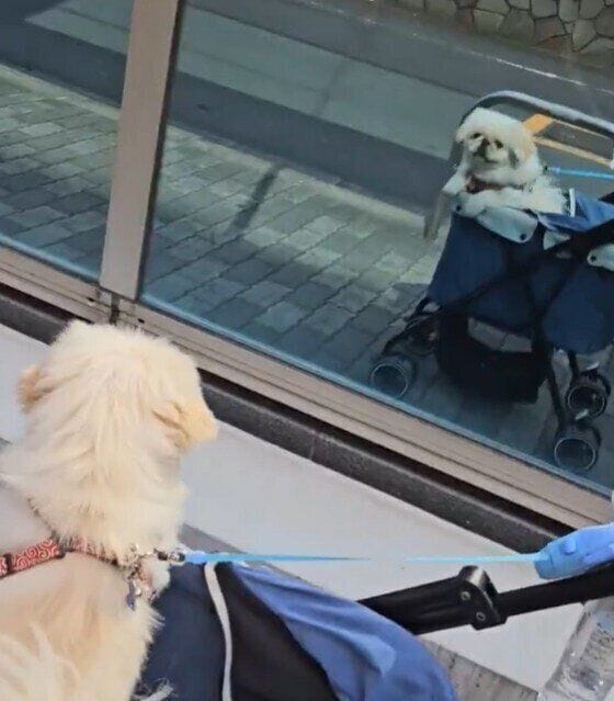 話題の動画のひとコマ ミラーガラスをじーっと見つめるわたあめちゃん