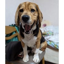 5才と聞いていた元保護犬のビーグル→お迎えから半年、いたずら好きな“家族の中心的存在”に！