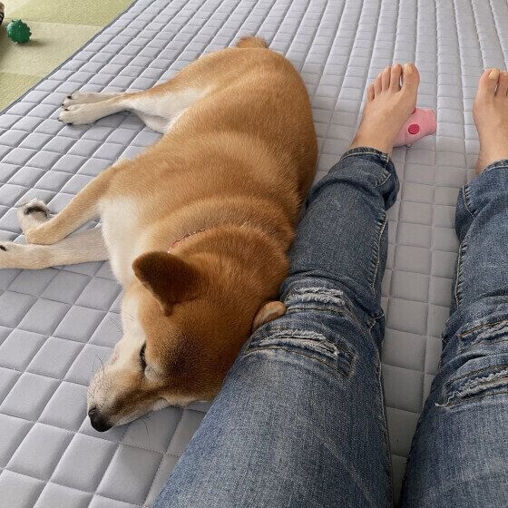 飼い主さんにくっつくワンちゃん
