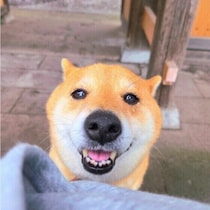 犬が人にそっと寄り添う理由とは 犬の表現にどう対応すればいいの？