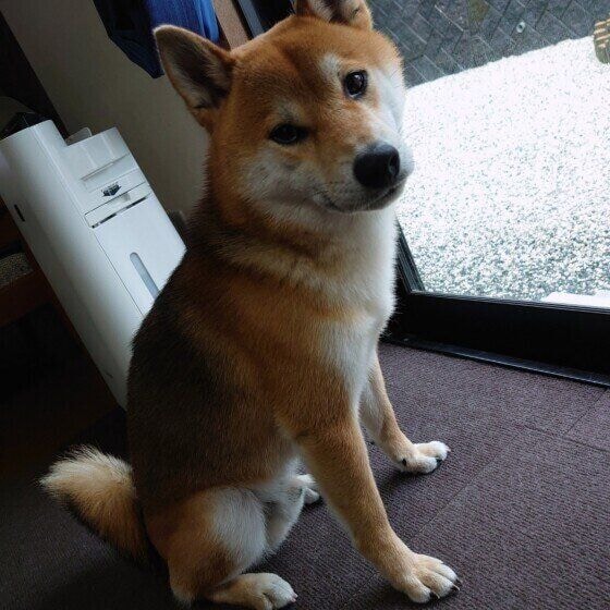 はち 柴 雨でお庭に出られない