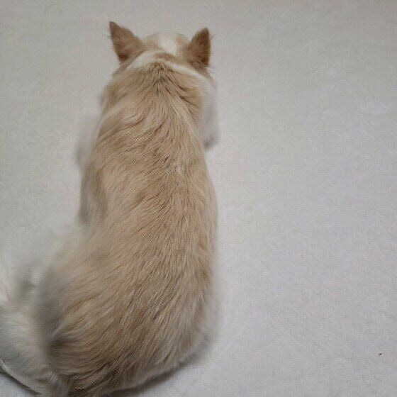 ボルト チワワ 哀愁