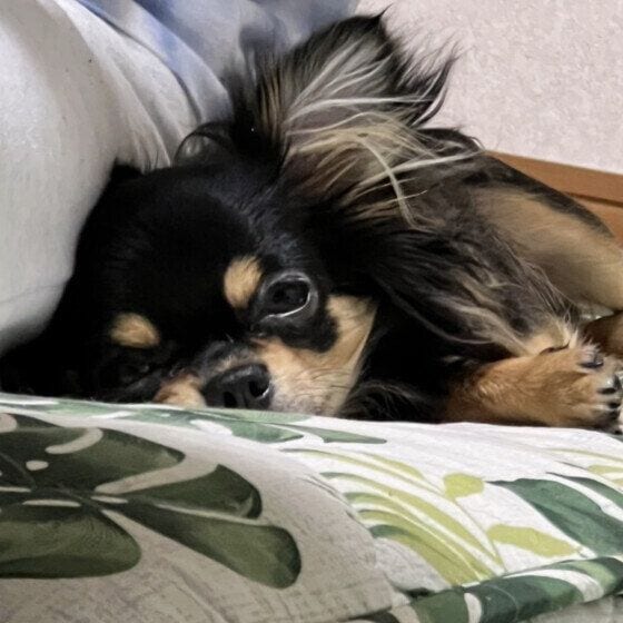 ロコ チワワ パパにくっついて眠い
