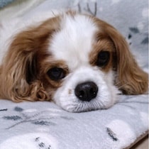 犬が急に動かなくなったのはなぜ？　犬の元気がないときに確認したいポイント