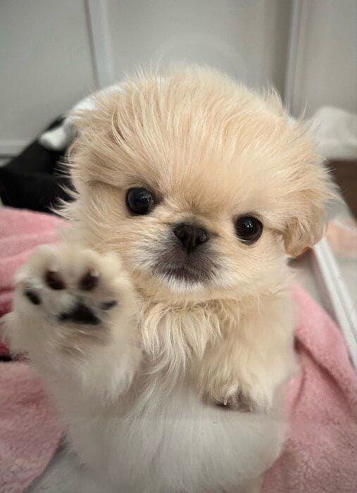 肉球もかわいい 子犬時代のわた坊くん