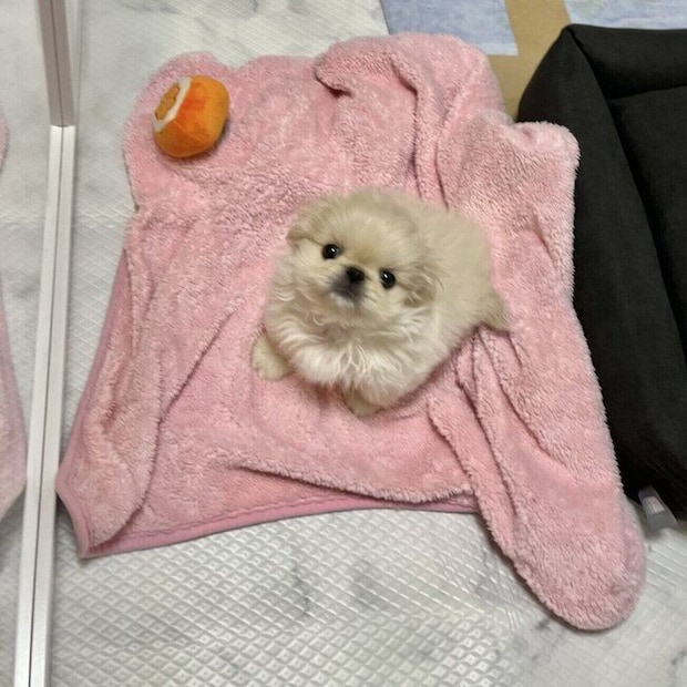 子犬時代のわた坊くん 小さくて「ゴマ粒みたいだった」と飼い主さんが