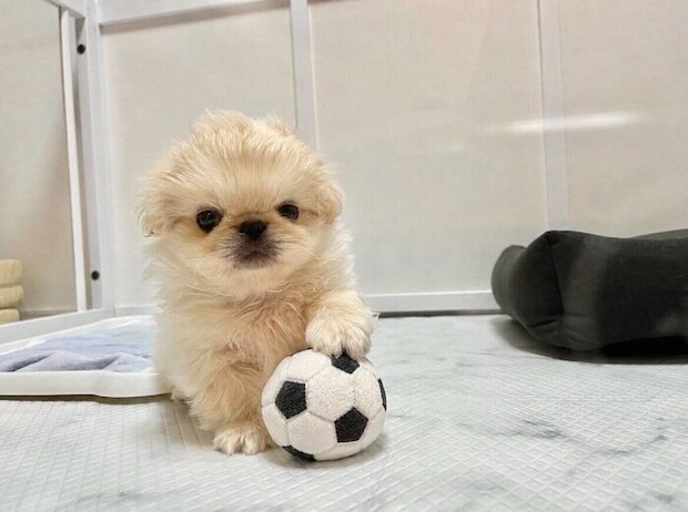 サッカーボールのおもちゃで遊ぶ子犬時代のわた坊くん