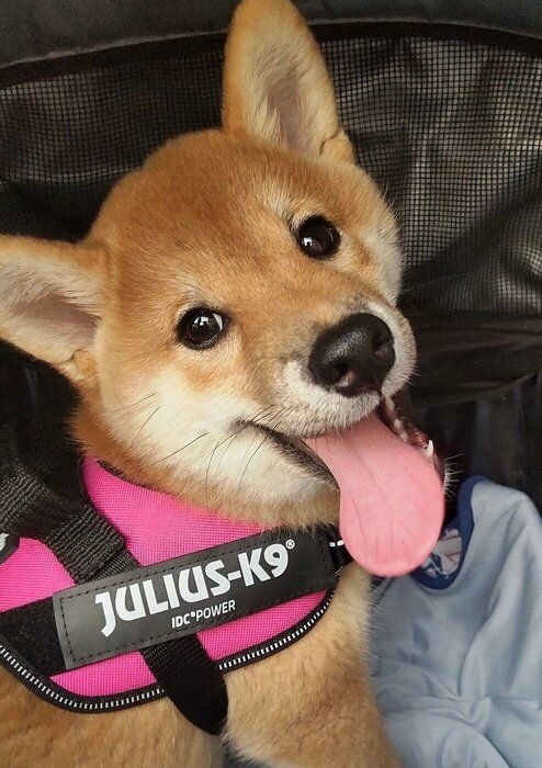いつでも笑顔なこなつちゃん。