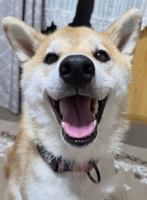 笑顔がかわいいこなつちゃん。