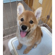「“活きのよい魚”のように抱っこも一苦労だった」柴犬の子犬→3才の今、家族の言葉に反応する表情豊かなコに！