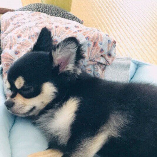 バーディー  チワワ 寝てます
