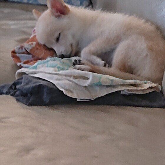 きらら  Ｍｉｘ（雑種）小型犬 パパの服の上