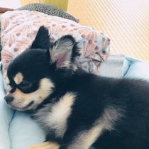 犬が飼い主さんの服の上で寝るのはなぜ？　選ぶ理由を獣医師が解説