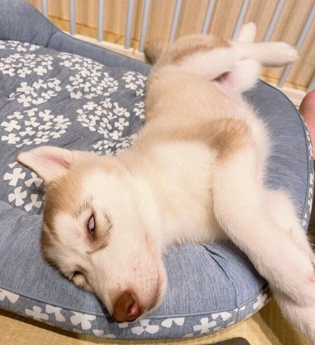 大胆に眠るアイリスちゃん