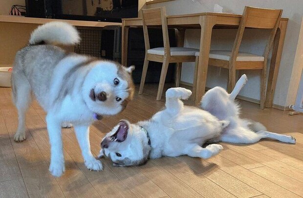 おもしろい顔をするアイリスちゃん