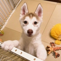 毎週1kgずつ大きくなった“破壊魔”のハスキー子犬→2才の今、イタズラを卒業して立派に成長！