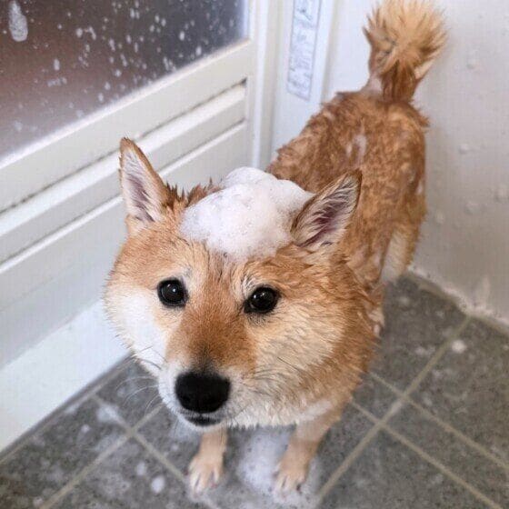 シャンプー中の柴犬
