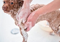 クレンジングで愛犬の皮膚トラブルを防ぐ！ 夏を快適に過ごすシャンプーのコツ