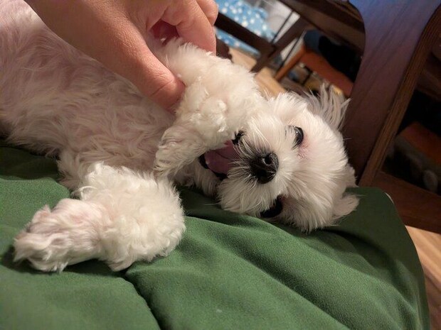 おなかをなでなでされるマルチーズ