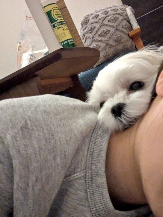 飼い主さんの首にアゴのせするマルチーズ