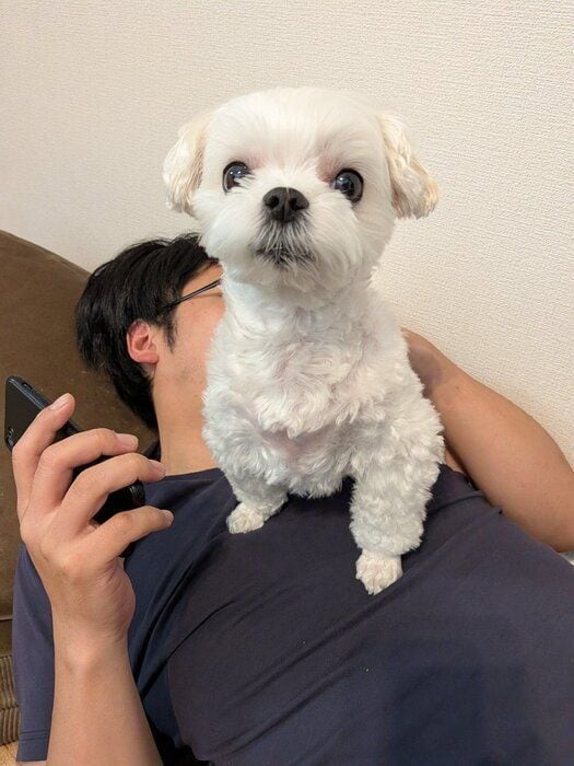 飼い主さんの上に乗るマルチーズ