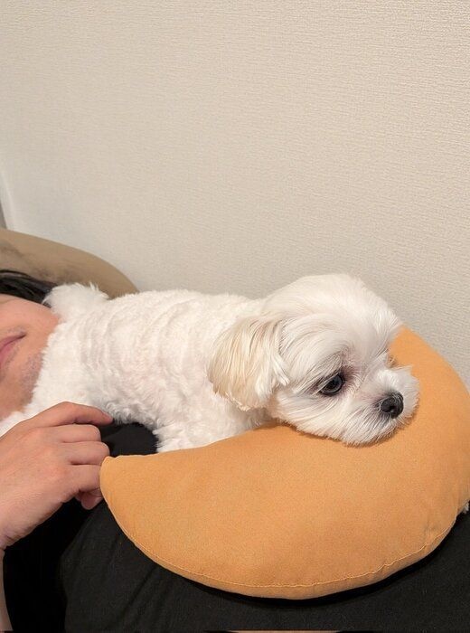 飼い主さんの上でくつろぐマルチーズ