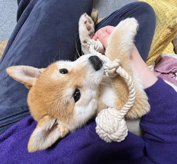 おもちゃで遊ぶにこちゃん