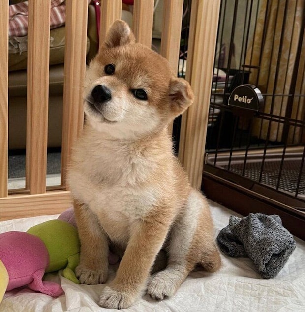 お迎えしたばかりのころのにこちゃん