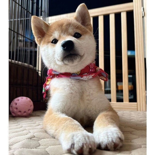 生後3カ月を過ぎたころのにこちゃん