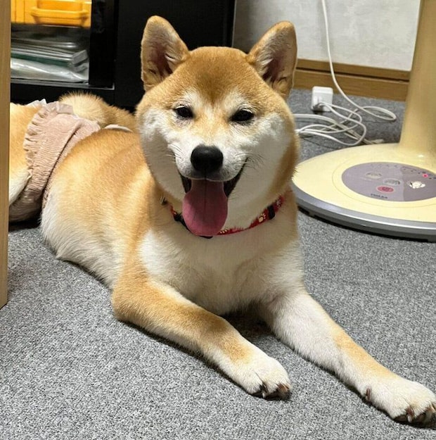 にっこりするにこちゃん