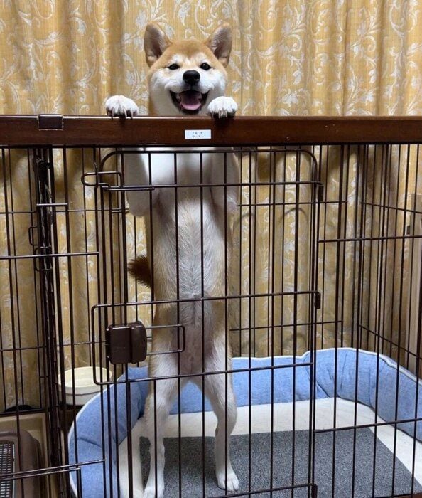 ニコニコ顔のにこちゃん