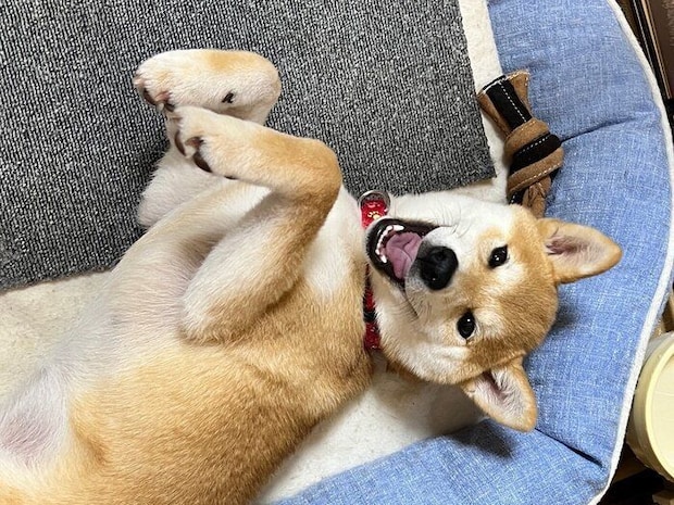 寝転がるにこちゃん