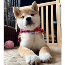 お迎え初日、緊張してトイレスペースから出てこなかった柴犬の子犬→生後6カ月の今、よく笑う甘えん坊に成長中！