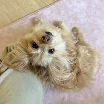犬が体の一部を飼い主さんにくっつけるのはなぜ？　愛犬の行動の意味を獣医師が解説