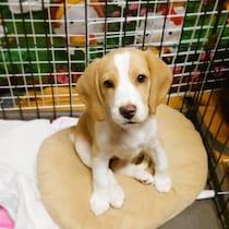 愛嬌たっぷりな生後3カ月のビーグル子犬→4才の現在、甘え上手なコに成長！「なくてはならない存在」に