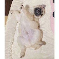 お迎え初日に大胆な“ヘソ天寝”を見せたパグの子犬→3才の今、飼い主の膝の上で眠る甘えん坊に！