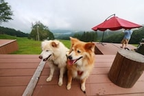 涼しさを求めて犬と八ヶ岳に行くなら【穴澤賢の犬のはなし】