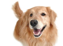 犬の骨・筋肉に起こりやすいトラブルとは？　人との違いも解説