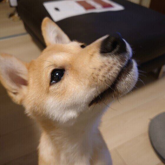 モカ  柴 かまって