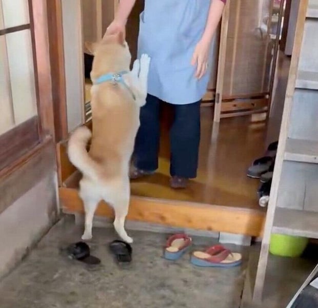ばぁばに会えて喜ぶ福丸くん